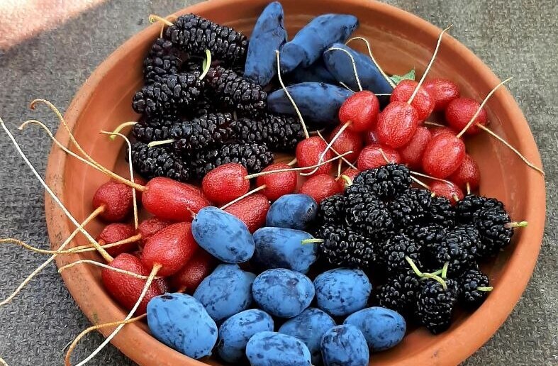 Mixedfruits / Andreas Motschiunig