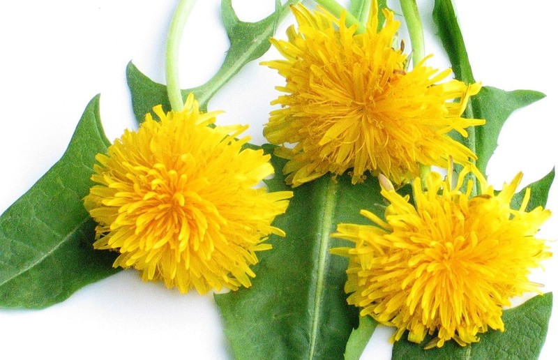 Löwenzahn / www.umweltberatung.at