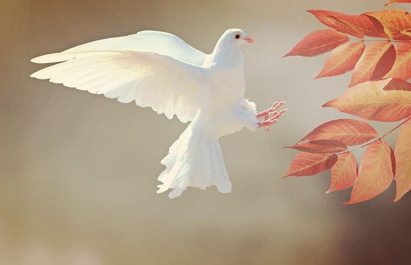 Foto: cocoparisienne, pixabay.com