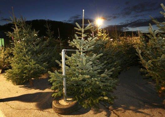 Auch beim Christbaumkauf sollte man auf Regionalität achten und den steirischen Christbaumstandln einen Besuch abstatten. / Foto: Gerd Neuhold