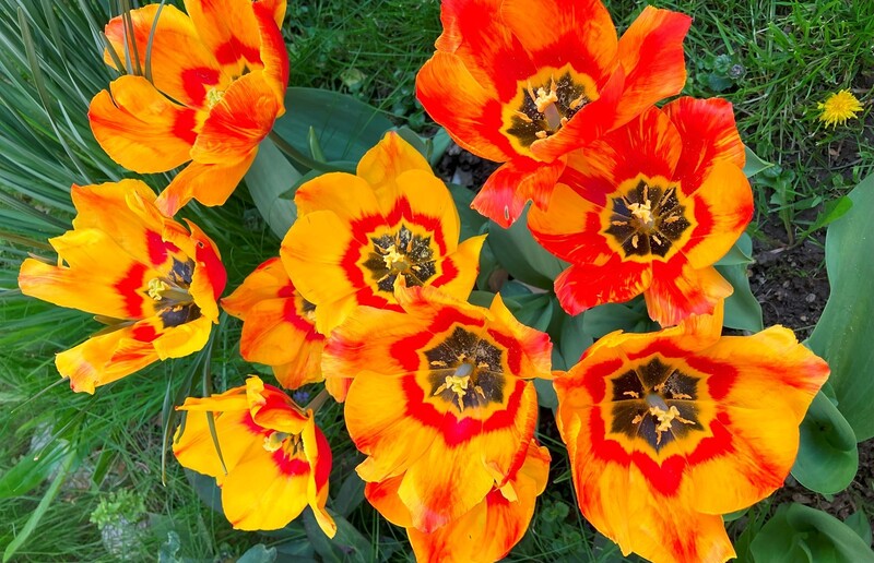 Gartenglück und Herzensnarretei